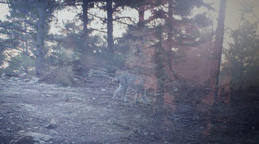 Nesli tükenme tehlikesi altında! Mersin'de fotokapana yakalandı