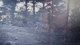 Nesli tükenme tehlikesi altında! Mersin'de fotokapana yakalandı