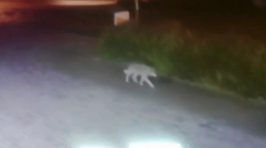 A&ccedil; kalan kurt şehre indi, o anlar kameraya yansıdı