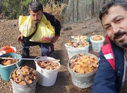 Her sene aynısını yapıyor! Ormandan toplayıp satıyor, aylık kazancı 90 bin lira…