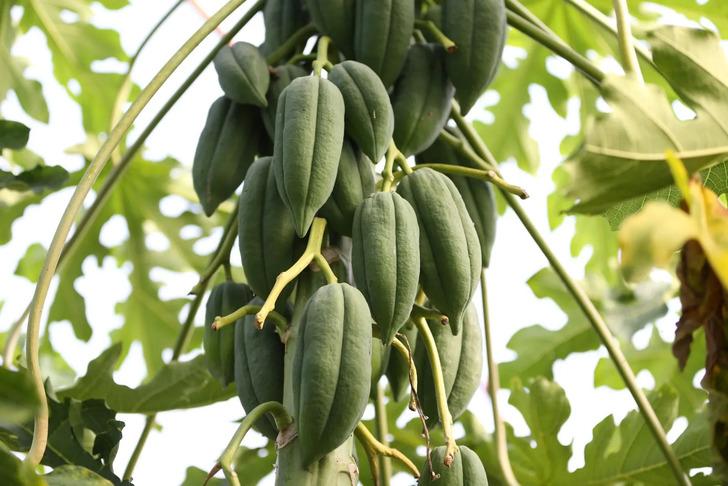  Antalya'da eşi seviyor diye üretmeye başladı, şimdi talebe yetişemiyor! Ünü 3 ülkeye yayıldı... G1