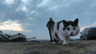 Meraklı kedinin drone ile oyunu kamerada! Defalarca pati attı