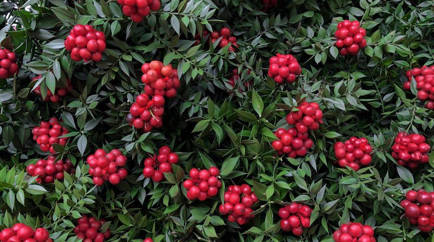 Kokina (Yılbaşı &ccedil;i&ccedil;eği) bakımı nasıl yapılır? Kokina nasıl yetiştirilir?