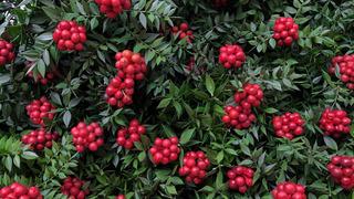 Kokina (Yılbaşı çiçeği) nedir? Yılbaşında neden kokina alınır? Kokina çiçeğinin anlamı, hikâyesi ve özellikleri