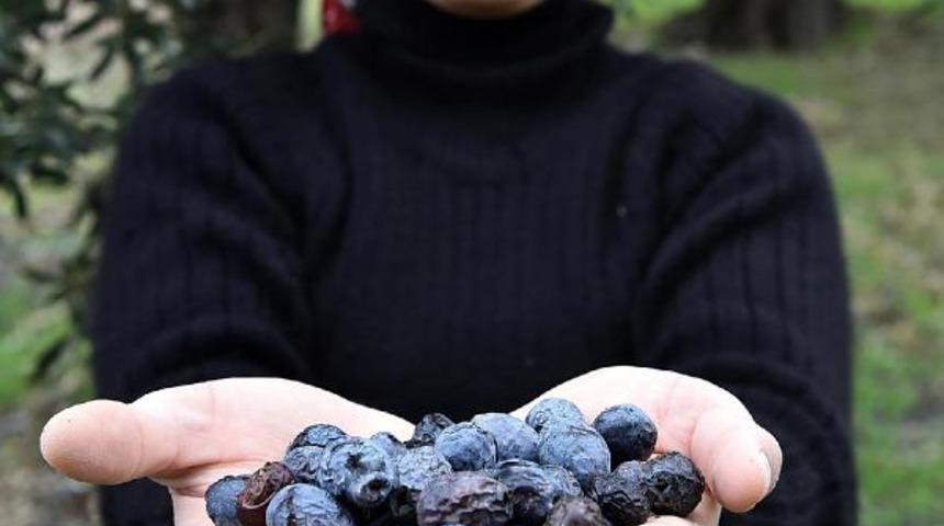 Sinek tuzağa takıldı, rekolte arttı