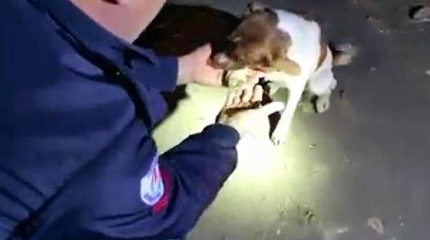 Kedi kovalarken kapıya sıkışan k&ouml;peği itfaiye kurtardı