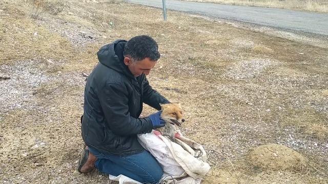 Kurnaz tilkiyi suçüstü yakalayınca bakın ne yaptı! Geçen sene 25-30 tavuğumu yemişti