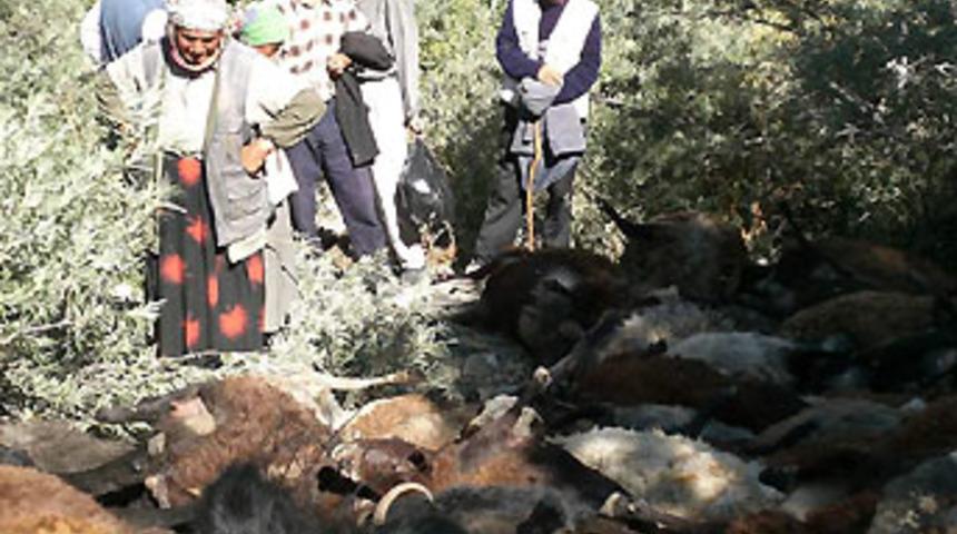 Aileler arasında "koyun" kavgası: 8 yaralı