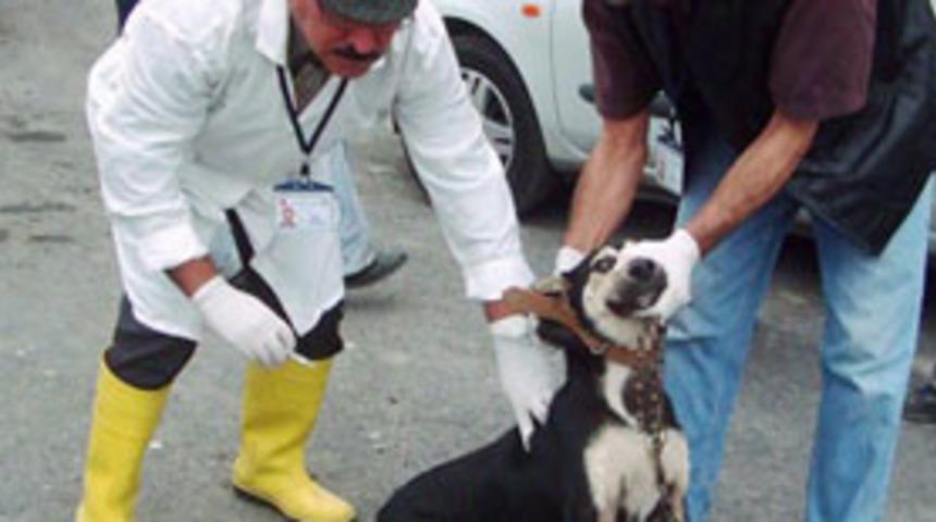 Elazığ Alacakaya'da kuduz karantinası