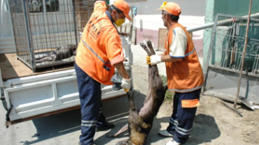 &Ccedil;&ouml;p evden &ccedil;ıkan hayvanlar itlaf edildi