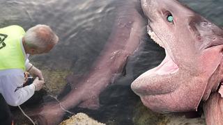 Mersin'de karaya vurdu! Boyu 4 metreden fazla, tam 400 kg: 'En büyük tehdit...'