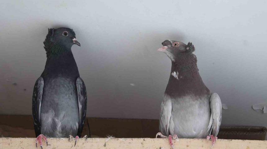 Asırlardır ‘Türk Fısıldayıcısı’nın ötüşünü dinliyorlar