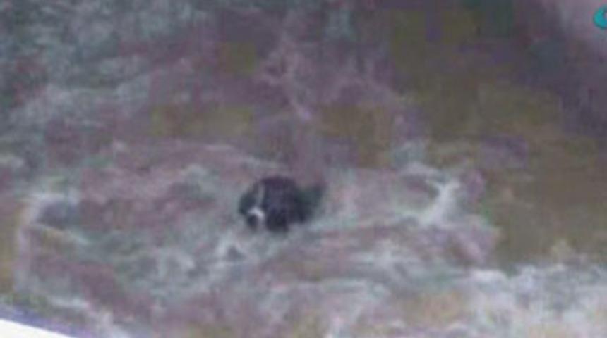 Sele kapılan k&uuml;&ccedil;&uuml;k k&ouml;peğin yaşam m&uuml;cadelesi