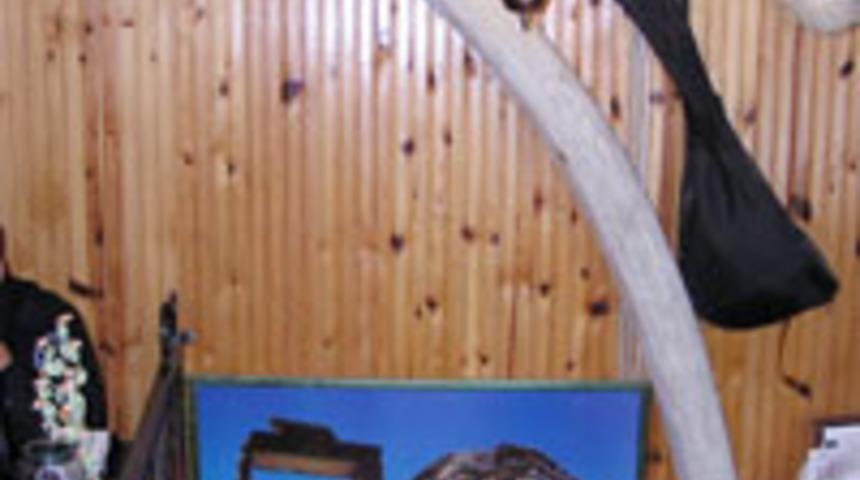 3.8 metrelik balina kıl&ccedil;ığı