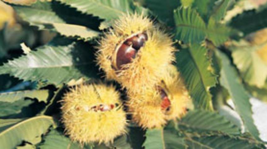 Kestanenin faydalarını biliyor musunuz?