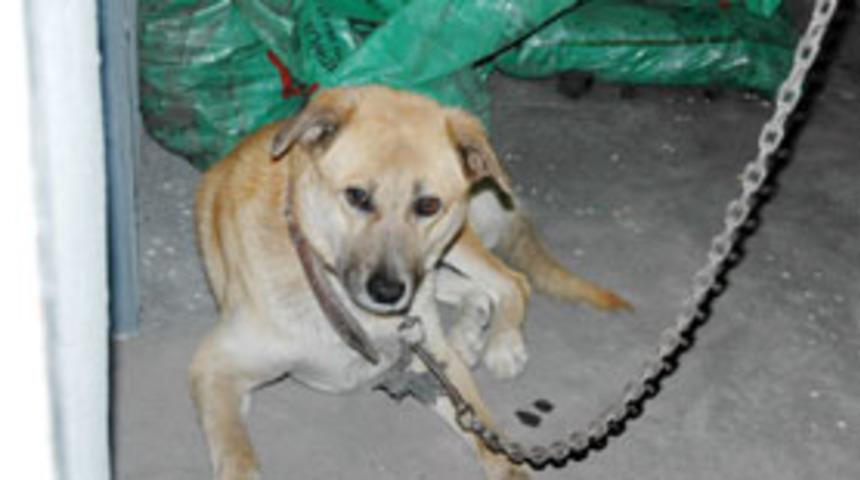 1.5 yaşındaki &ccedil;ocuğu k&ouml;pek par&ccedil;aladı