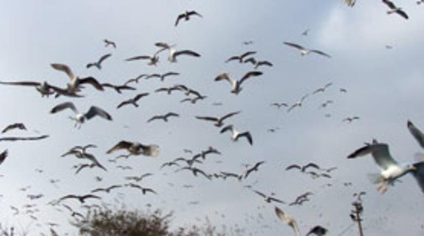 Taksim'de kuş gribi paniği