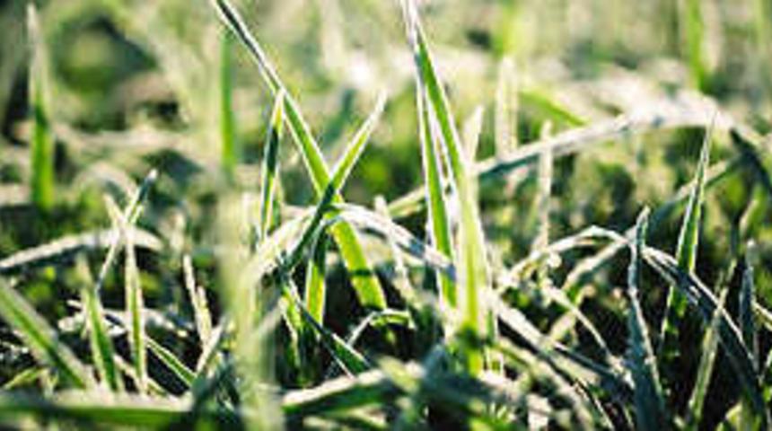 Doğadaki sağlık kaynağı: otlar 