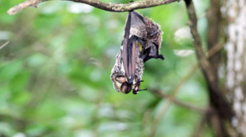 En uzun dili olan hayvan hangisi biliyor musunuz?