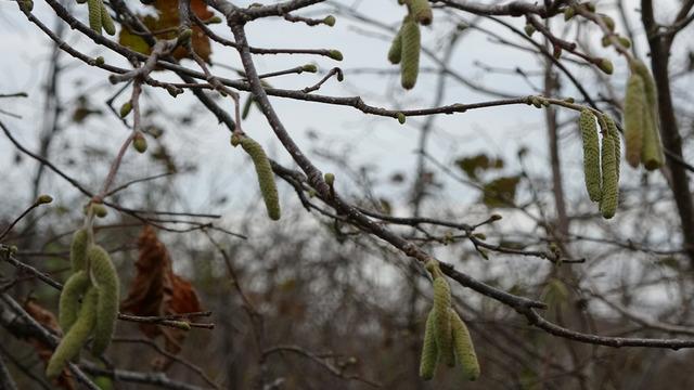 Uzmanlar 'sıcak hava' tehlikesine dikkat çekti:  Ciddi rekolte kayıpları yaşanabilir