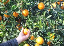 Bahçede 3 TL, markette 45 TL, çiftçiler isyan etti: "Portakalı da mandalinayı da toplamıyoruz"