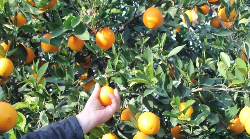 Bahçede 3 TL, markette 45 TL, çiftçiler isyan etti: "Portakalı da mandalinayı da toplamıyoruz"