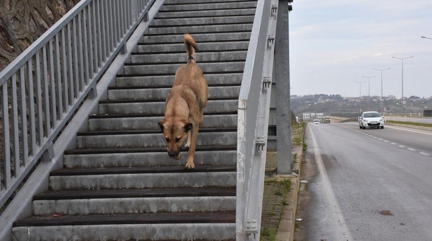 Akıllı köpekten üst geçit dersi