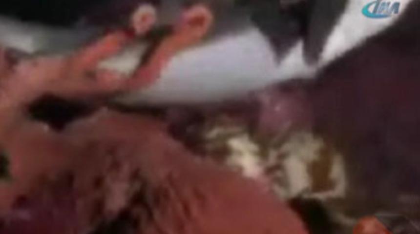 Dev ahtapot k&ouml;pekbalığını yuttu