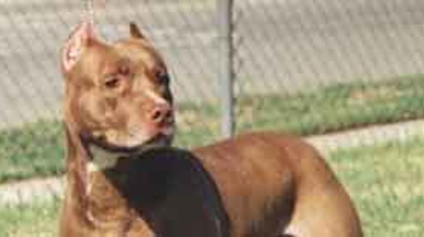 K&ouml;pek y&uuml;z&uuml;nden cinayet