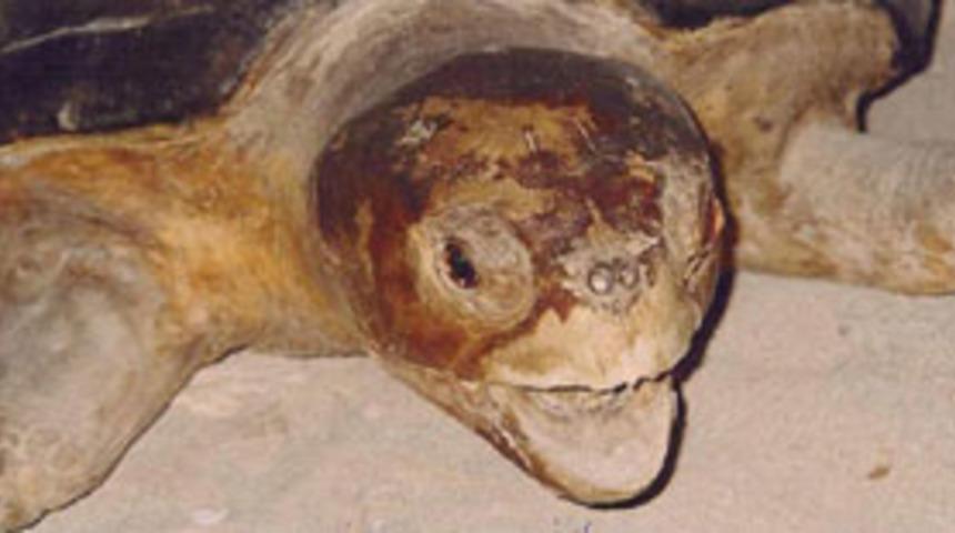 Deniz kaplumbağaları gidiyor