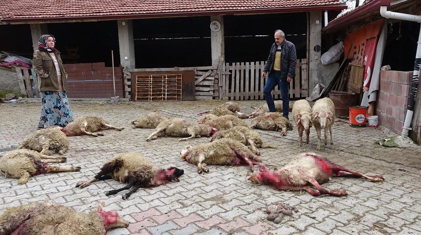 Kan donduran görüntü! Sokak köpekleri, 22 koyunu öldürdü