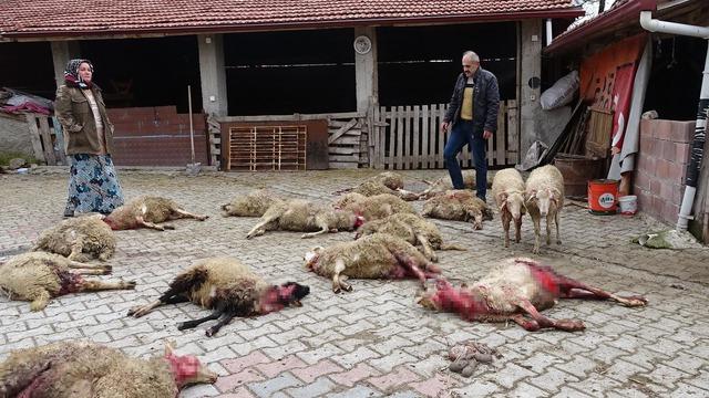 Kan donduran görüntü! Sokak köpekleri, 22 koyunu öldürdü