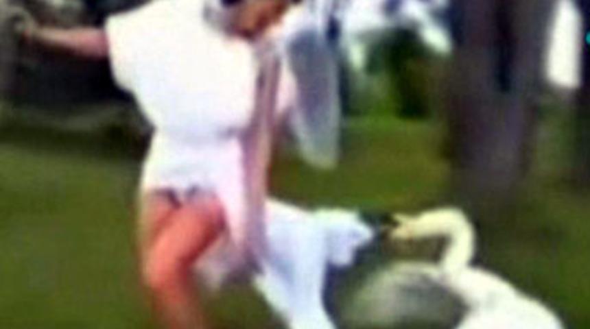 Kuğu yeni gelini kıskanınca