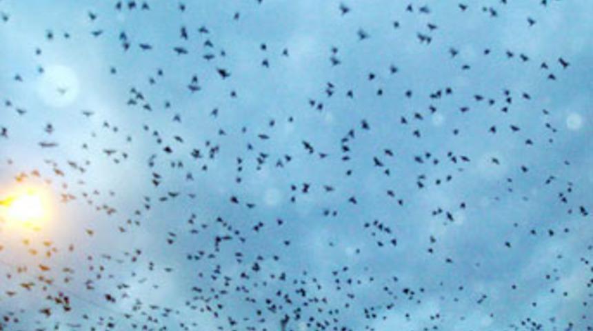 Bandırma semalarında kuşların dansı