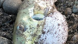 Balon balığı yiyen 7 şahıs hastanelik oldu! 1 kişinin hayati tehlikesi var