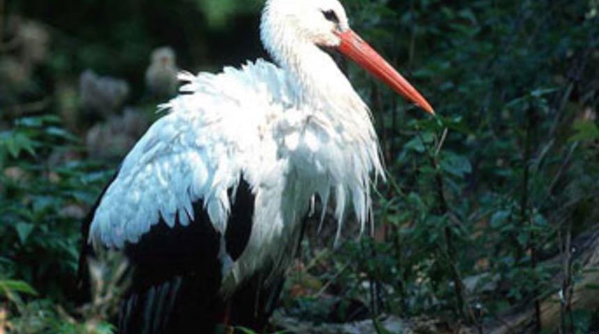 Sıcağa aldanan leylek g&ouml;&ccedil; etmeyi unuttu