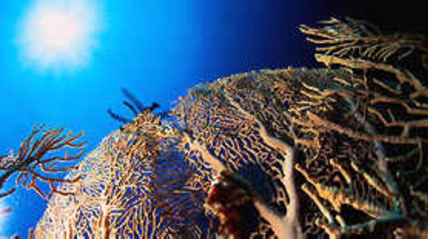 İlk kez g&ouml;r&uuml;len t&uuml;yl&uuml; deniz kabuklusu