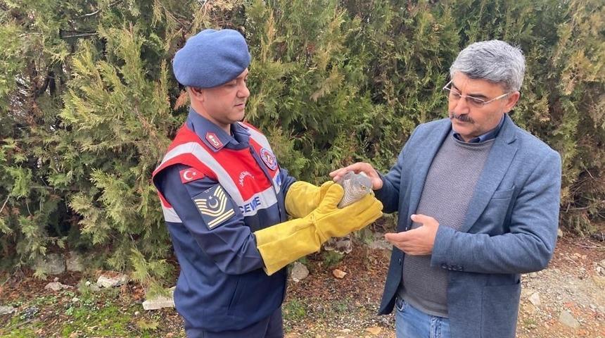 Malatya’da yaralı bulunan Atmaca koruma altına alındı