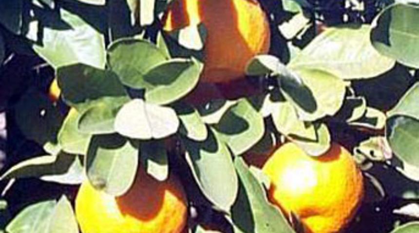 Mandalina bah&ccedil;ede 20 YKr, pazarda 1 YTL