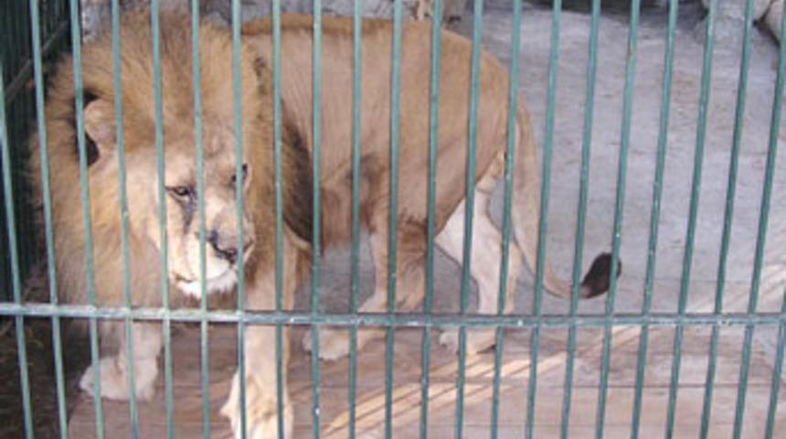 Aslan "Allah" dedi, hayvanat bah&ccedil;esi karıştı