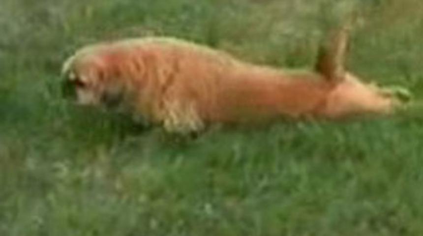 Evcil hayvanların en komik g&ouml;r&uuml;nt&uuml;leri