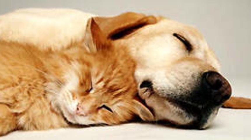 Aks&ouml;z'den hayvan hakları a&ccedil;ıklaması