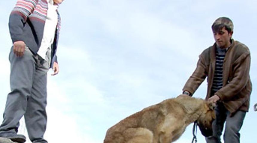 'Bir k&ouml;pek getirene 1.5 YTL'ye durdurma