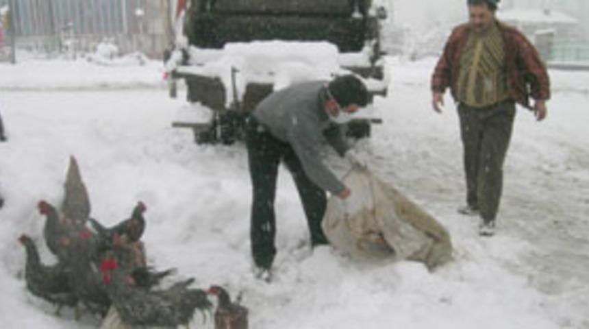 Doğubeyazıt'ta 12 bin 430 hayvan itlaf edildi