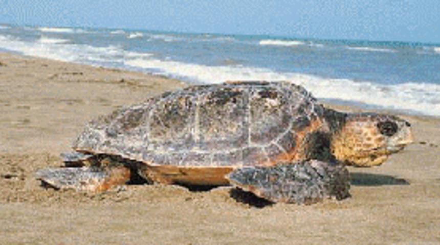 Carette carettalar yumurta bıraktı