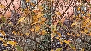 Beykoz'da dehşet! Balta ile köpeğe işkence eden cani gözaltına alındı 