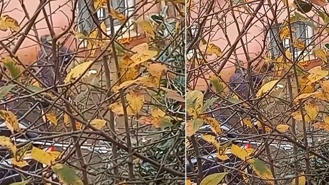 Beykoz'da dehşet! Balta ile köpeğe işkence eden cani gözaltına alındı 