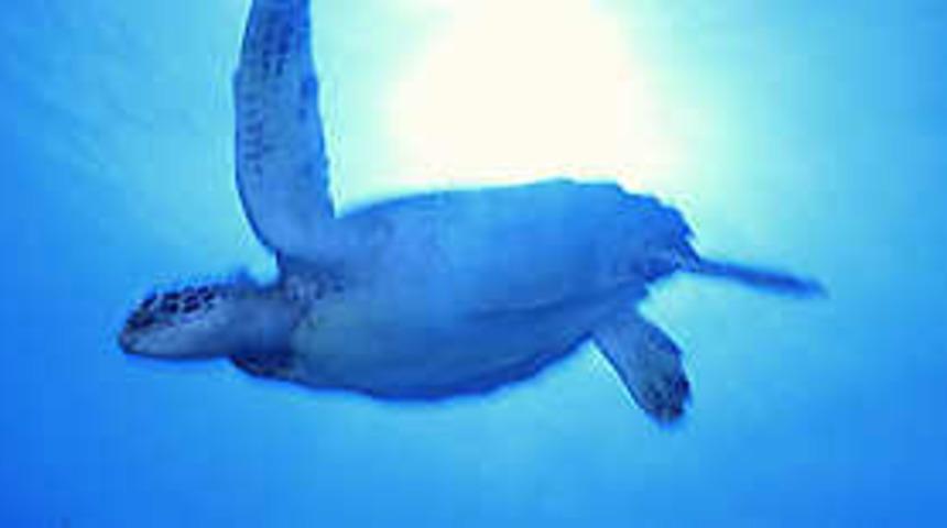 Caretta-Caretta'lar uydu takibinde