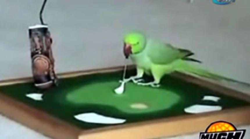 Hi&ccedil; basket oynayan papağan g&ouml;rd&uuml;n&uuml;z m&uuml;?