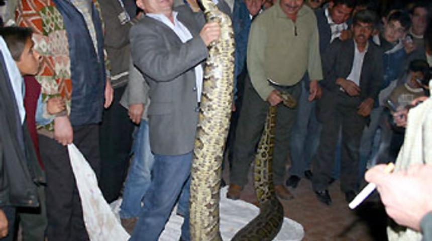 4 metrelik &ouml;l&uuml; piton bulundu